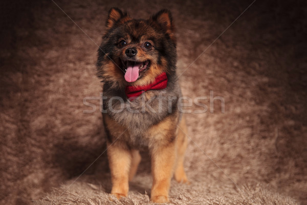 adorable stylish pomeranian with red bow tie panting Stock photo © feedough