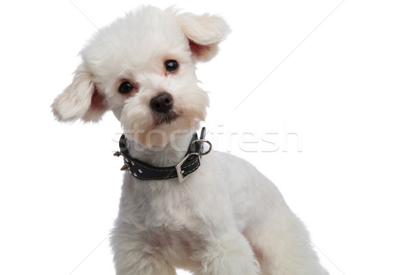 lovely bichon with black collar leaning to side Stock photo © feedough