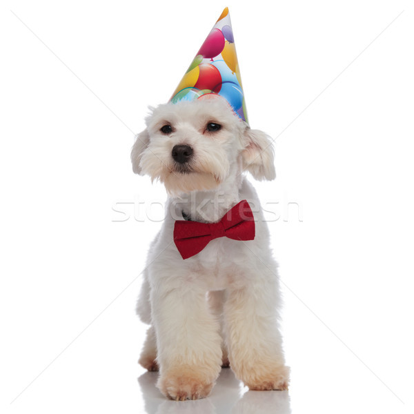 birthday bichon with red bowtie is looking for presents Stock photo © feedough