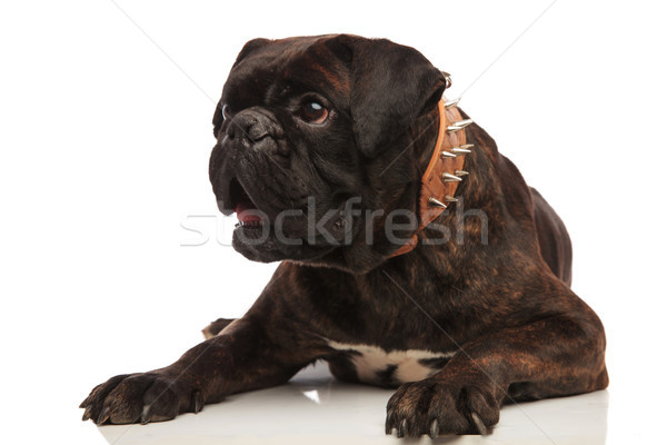 cute surprised boxer with spiked collar looks to side Stock photo © feedough