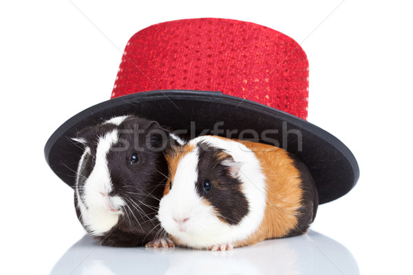 Deux Guinée porcs magicien chapeau adorable [[stock_photo]] © feedough