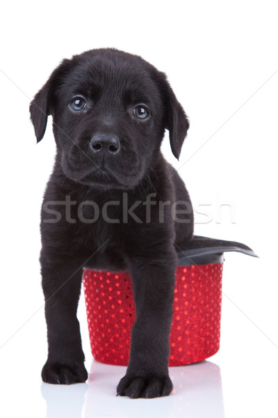 Stock foto: Cute · wenig · schwarz · labrador · Welpen