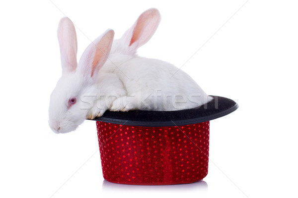 Deux adorable lapins permanent rouge chapeau [[stock_photo]] © feedough