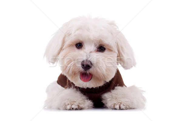 商業照片: 小狗 · 衣服 · 孤立 · 白 · 看 · 相機