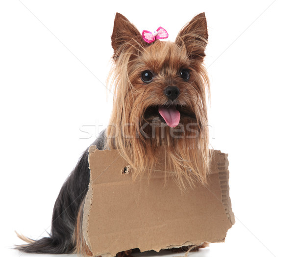 happy yorkshire terrier wearing a sign at its neck  Stock photo © feedough