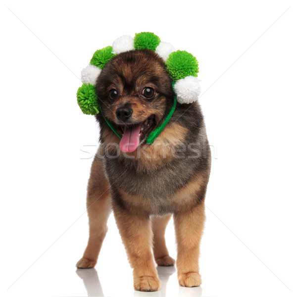 lovely pomeranian with white and green balls headband panting Stock photo © feedough