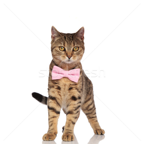 stylish british fold cat standing and looking to side Stock photo © feedough