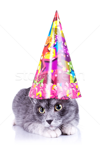 Cute kat partij hoed witte Stockfoto © feedough