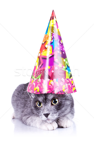 Foto stock: Cute · gato · fiesta · sombrero · blanco