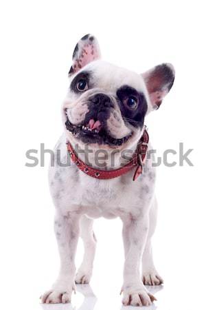 Stock photo:  french bulldog looking curious