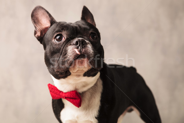 Stock photo: french bulldog puppy wearing a red bowtie while looking away