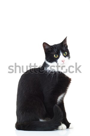 Vista lateral preto e branco gato sessão branco fundo Foto stock © feedough