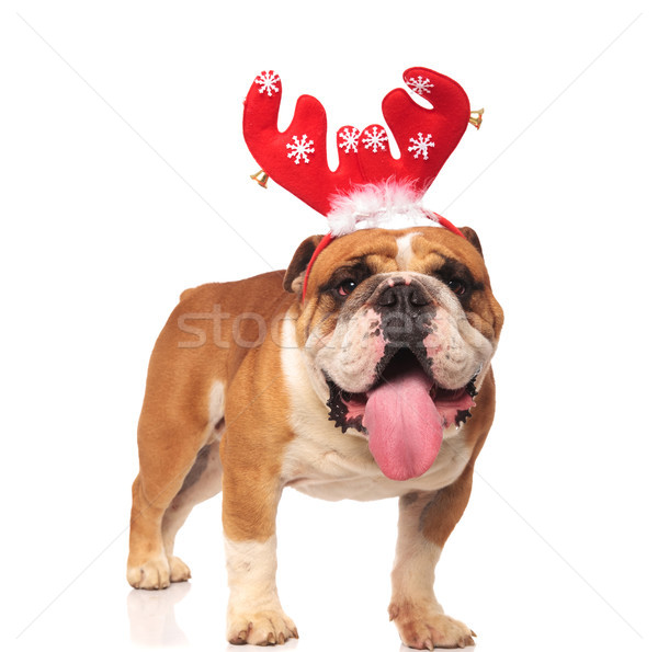 Englisch Bulldogge tragen Rentiere Hörner Zunge Stock foto © feedough