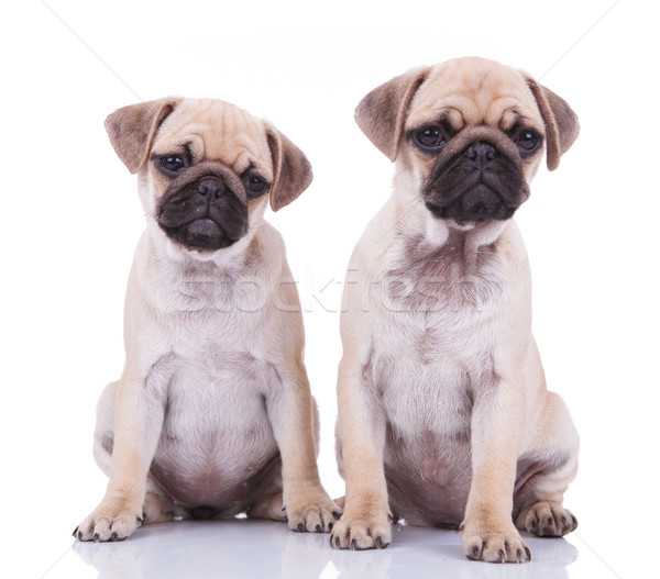 curious pug couple looking to side Stock photo © feedough