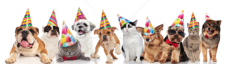 dogs and cats of different breeds wearing colorful birthday hats Stock photo © feedough