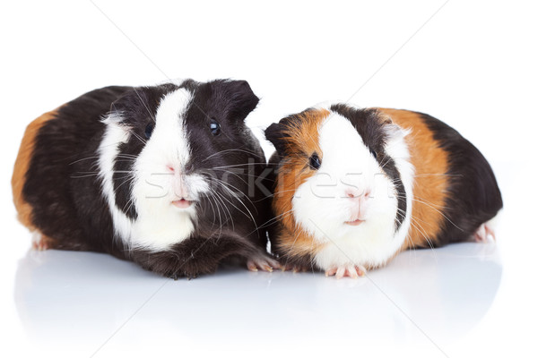 Dos cute Guinea cerdos retrato aislado Foto stock © feedough