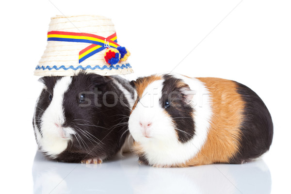 Twee Guinea varkens roemeense portret hoed Stockfoto © feedough