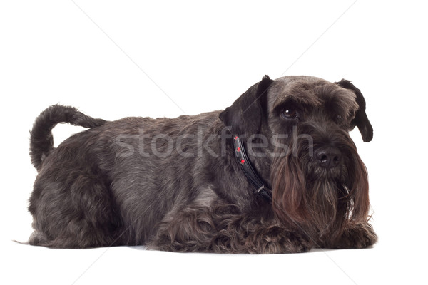 Piccolo nero schnauzer foto bianco animale Foto d'archivio © feedough