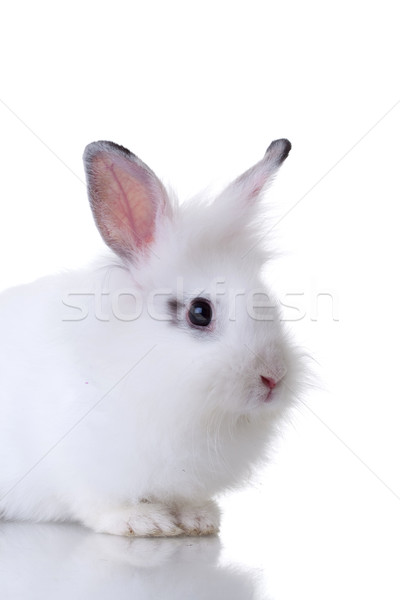Сток-фото: Cute · мало · белый · кролик · фотография · изолированный