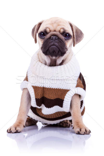 Stock photo: clothed pug puppy dog sitting 