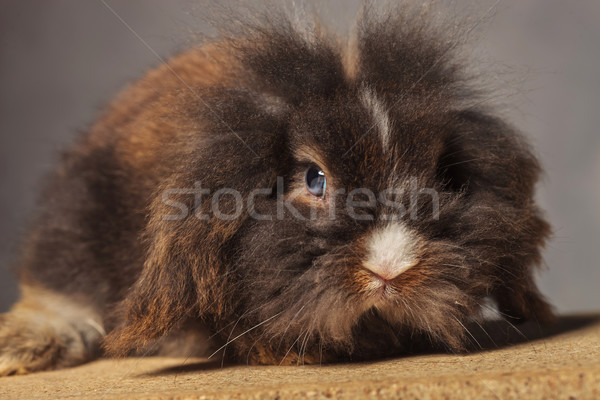 cute lion head rabbit bunny lying on a wood box. Stock photo © feedough