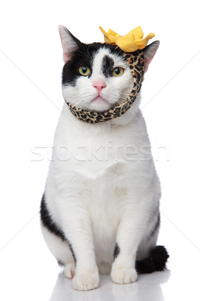 funny seated cat wearing leopard print headband Stock photo © feedough