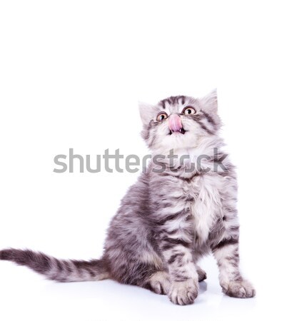 baby silver tabby cat licking its nose  Stock photo © feedough