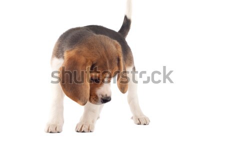 [[stock_photo]]: Beagle · regarder · quelque · chose · photos · blanche · chiot