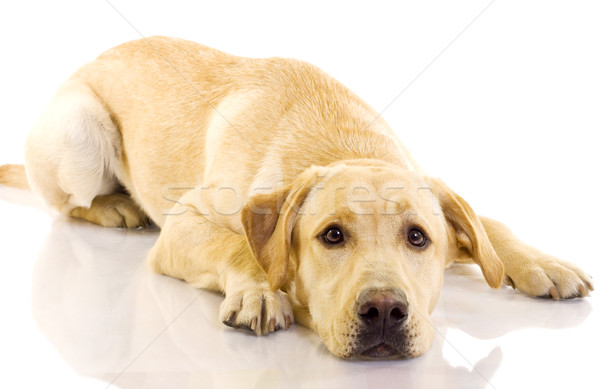 Puppy labrador retriever naar triest witte dier Stockfoto © feedough