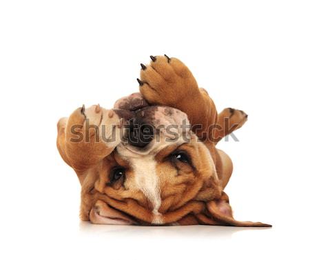 adorable little english bulldog puppy laying on its back Stock photo © feedough