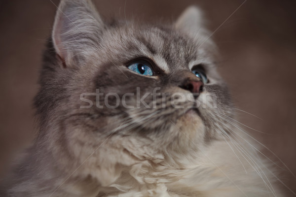 side closeup picture of a beautiful cat with blue eyes  Stock photo © feedough