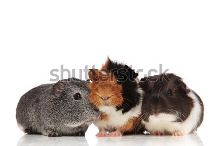 three cute guinea pigs looking in different sides Stock photo © feedough