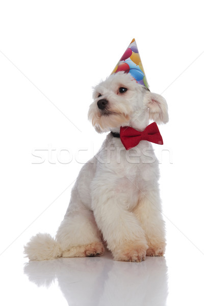 bichon with birthday cap and red bowtie looks to side Stock photo © feedough