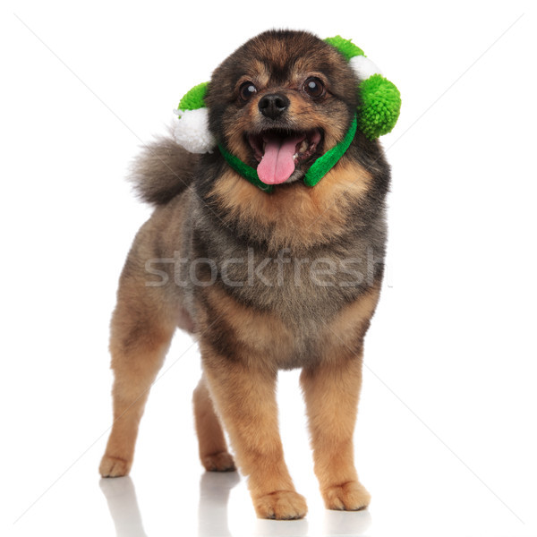 excited pom with fluffy white and green headband looks up Stock photo © feedough
