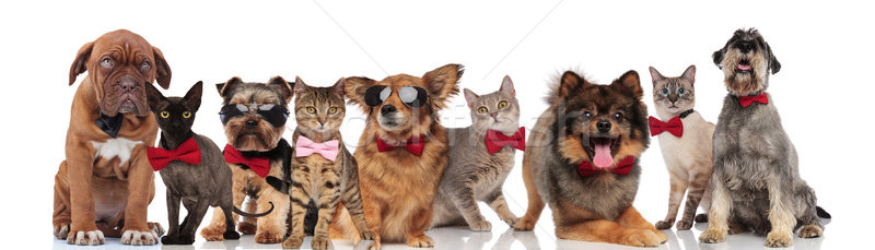 cute group of elegant cats and dogs with bowties Stock photo © feedough