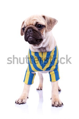 dressed standing  pug puppy dog looking to a side Stock photo © feedough