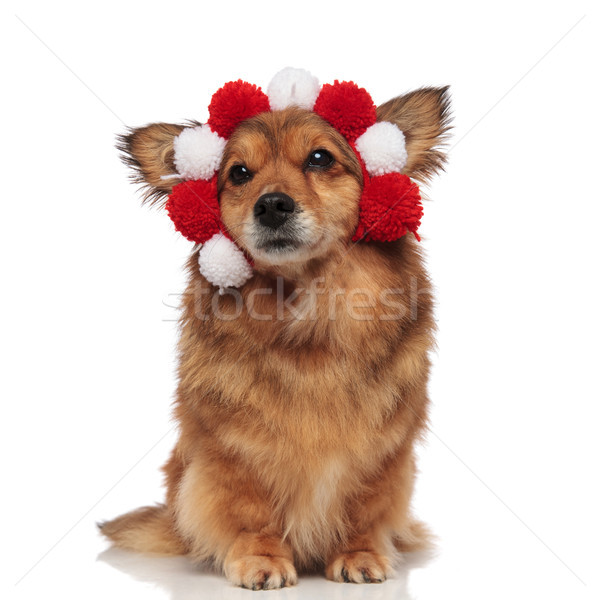 funny seated metis dog with fluffy red and white headband Stock photo © feedough