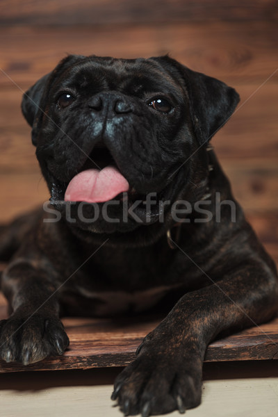 Fekete boxoló nyitott szájjal nyelv védtelen pihen Stock fotó © feedough
