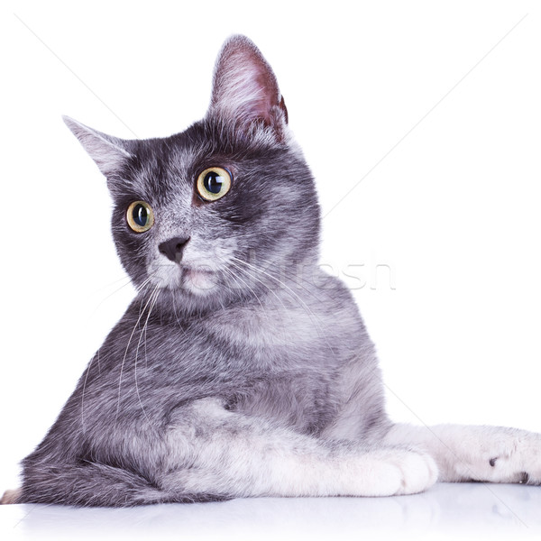 cut out image of an adorable grey cat Stock photo © feedough