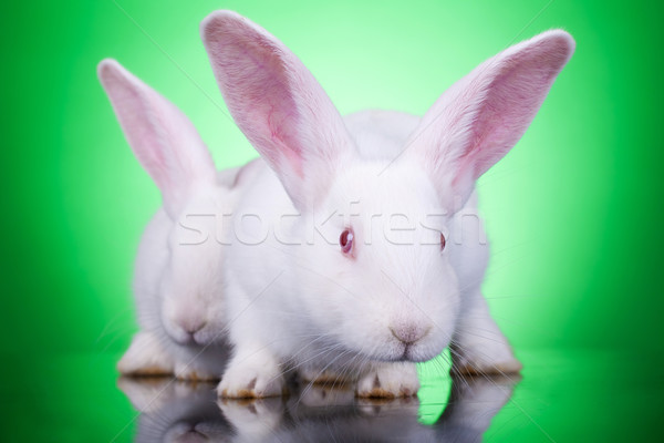 aggresive look of two bunnies Stock photo © feedough