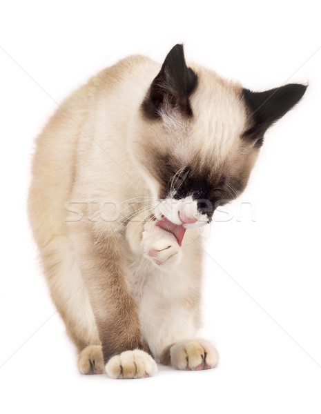 Gato siamês quadro limpeza branco animal língua Foto stock © feedough