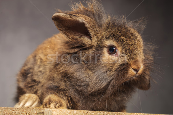 Side view of a brown lion head rabbit bunny sitting Stock photo © feedough