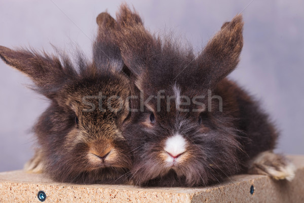 Two lion head rabbit bunnys sitting on a wood box Stock photo © feedough