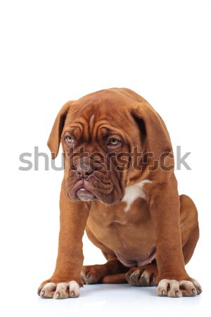 sorrowful little puppy is sitting Stock photo © feedough