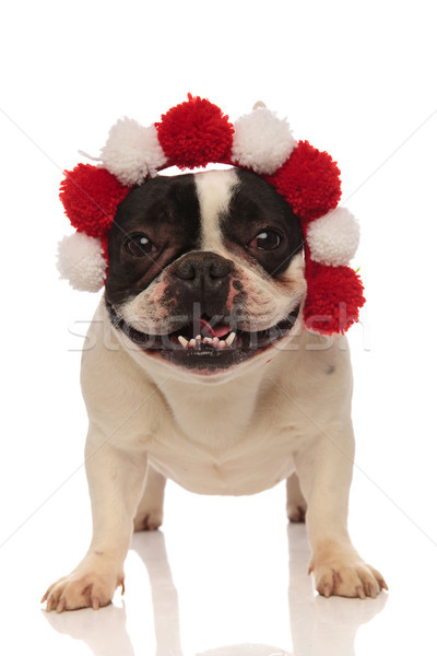 playful french bulldog is happy about his new headband Stock photo © feedough