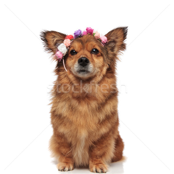 lovely metis dog with flowers headband is ready for spring Stock photo © feedough
