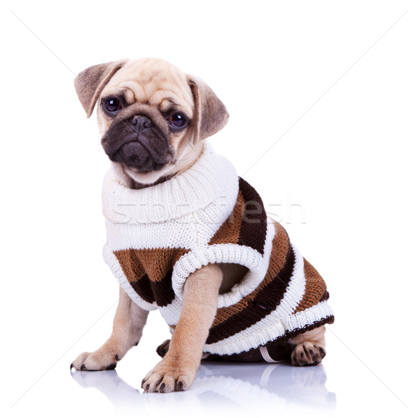Сток-фото: Cute · щенков · собака · одежды · глядя