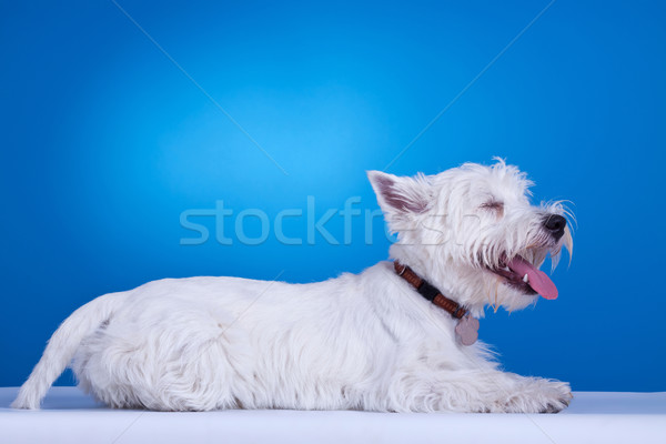 west highland white terrier laying down Stock photo © feedough