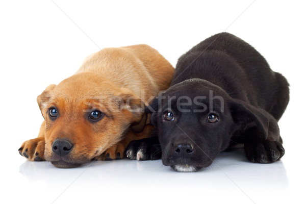 Szomorú arcok kettő kutyakölyök kutyák néz Stock fotó © feedough