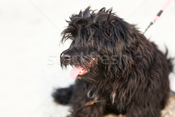 Zihálás fekete hosszú hajú kutya néz portré Stock fotó © feedough
